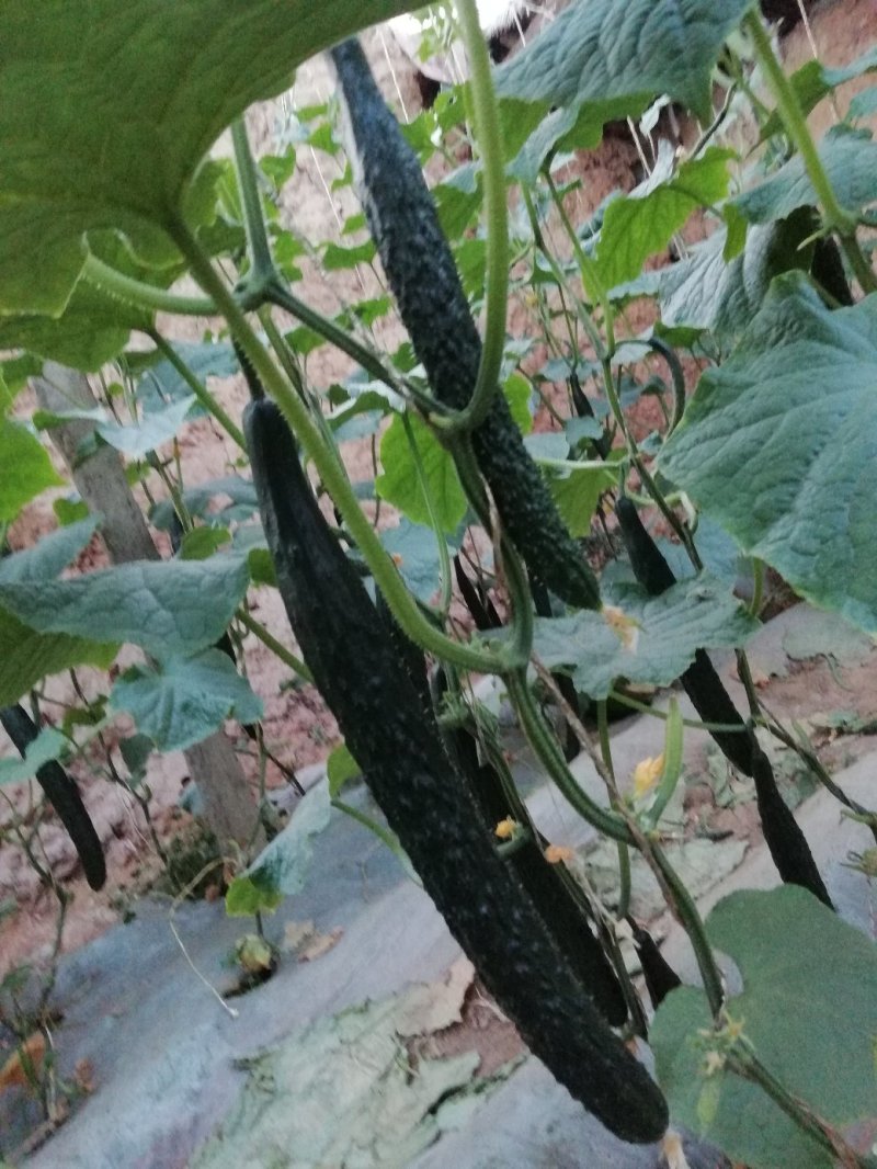 新鲜黄瓜