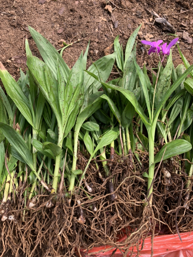 紫花三叉白芨驯化苗基地直销支持实地看货现挖现发