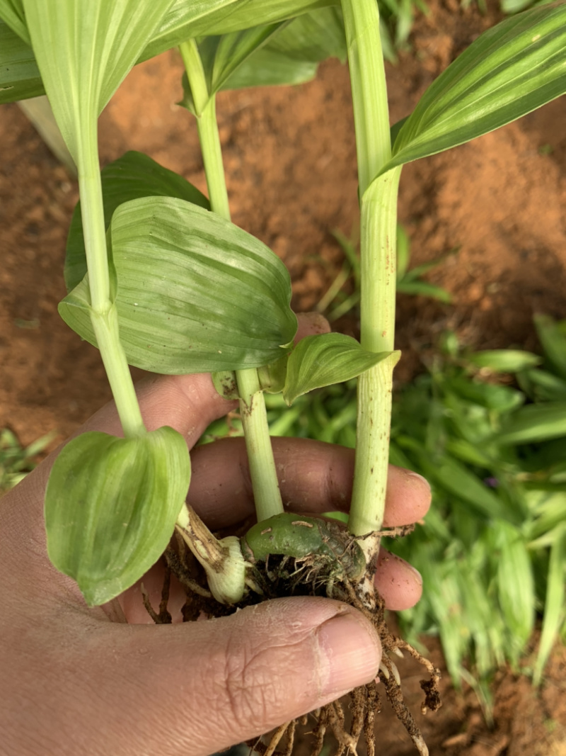 紫花三叉白芨驯化苗基地直销支持实地看货现挖现发