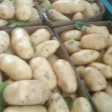 新土豆