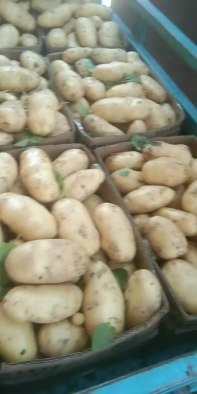 新土豆