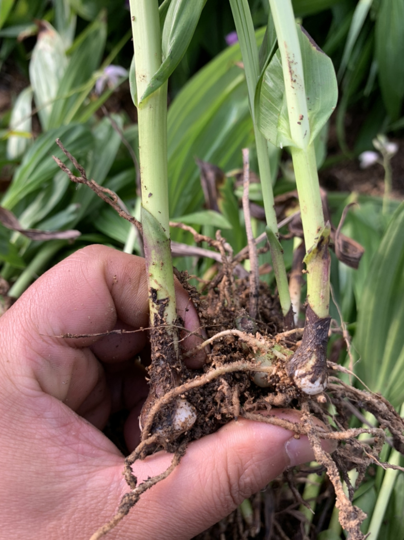 白芨驯化苗2年紫花白芨苗基地直销技术指导