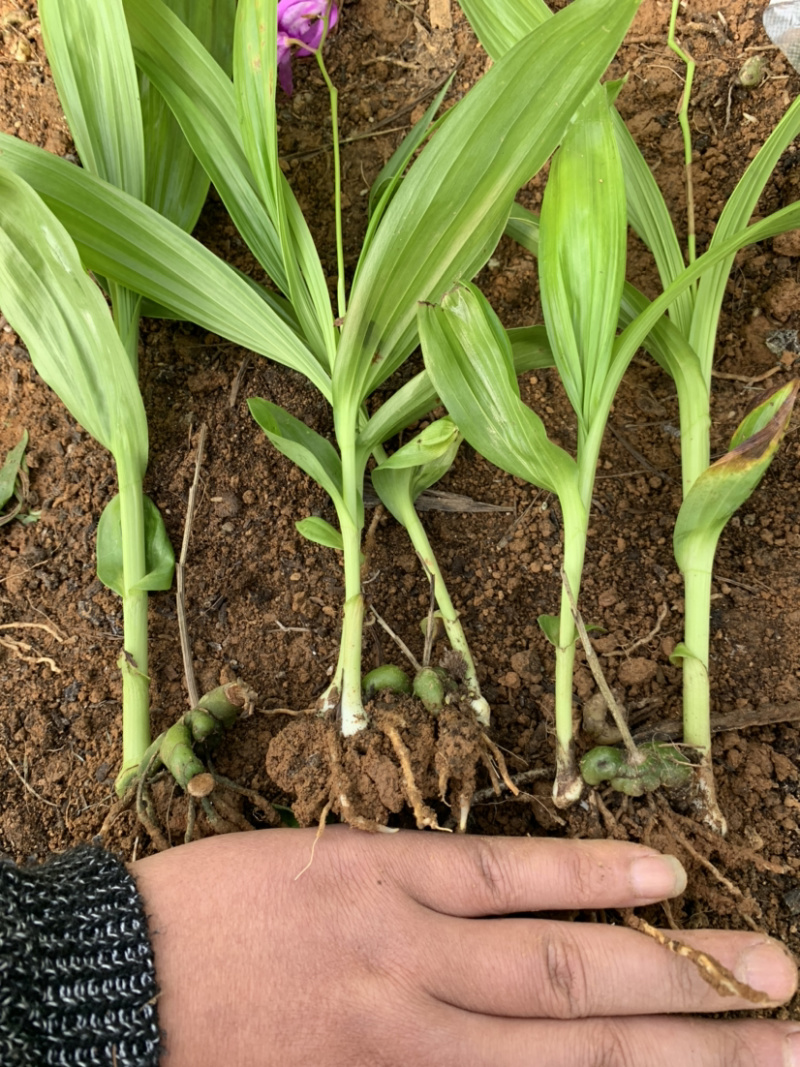 白芨驯化苗2年紫花白芨苗基地直销技术指导