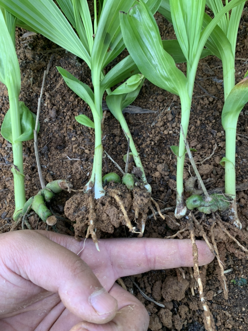 白芨驯化苗2年紫花白芨苗基地直销技术指导