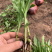 白芨驯化苗2年紫花白芨苗基地直销技术指导