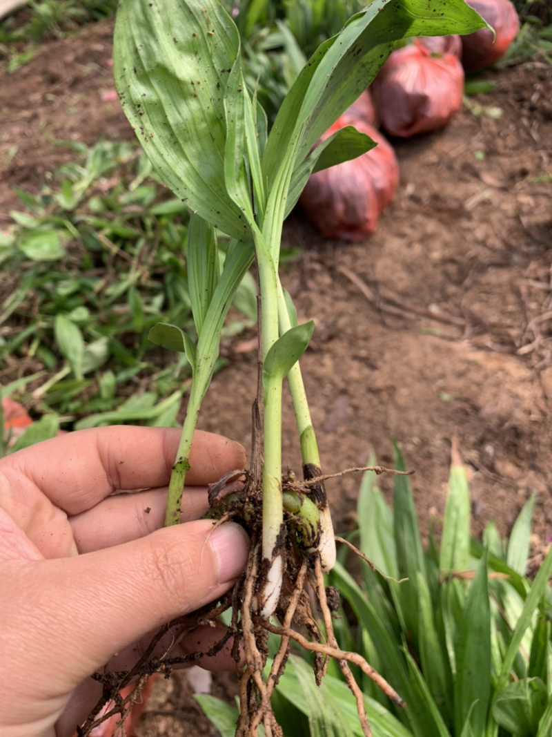 白芨驯化苗2年紫花白芨苗基地直销技术指导