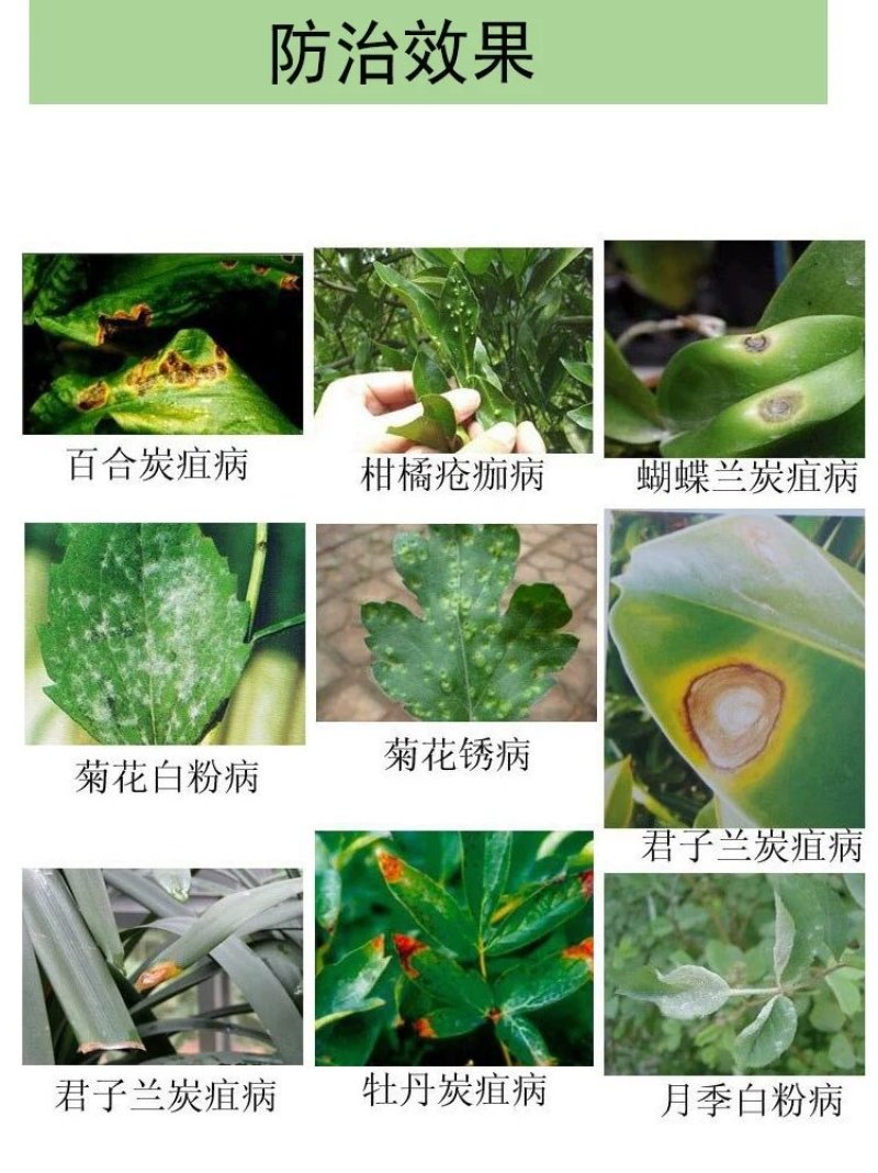 井冈三唑酮吡唑醚酯豆类豇豆白粉病锈病专用杀菌剂