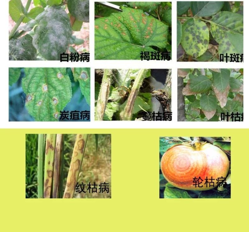 井冈三唑酮吡唑醚酯豆类豇豆白粉病锈病专用杀菌剂