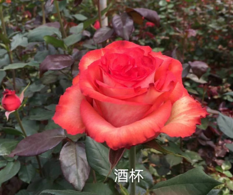 月季苗大花月季切花月季苗四季开花易种植抗病强