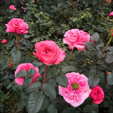 月季苗大花月季切花月季苗四季开花易种植抗病强
