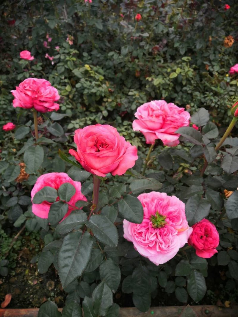 月季苗大花月季切花月季苗四季开花易种植抗病强