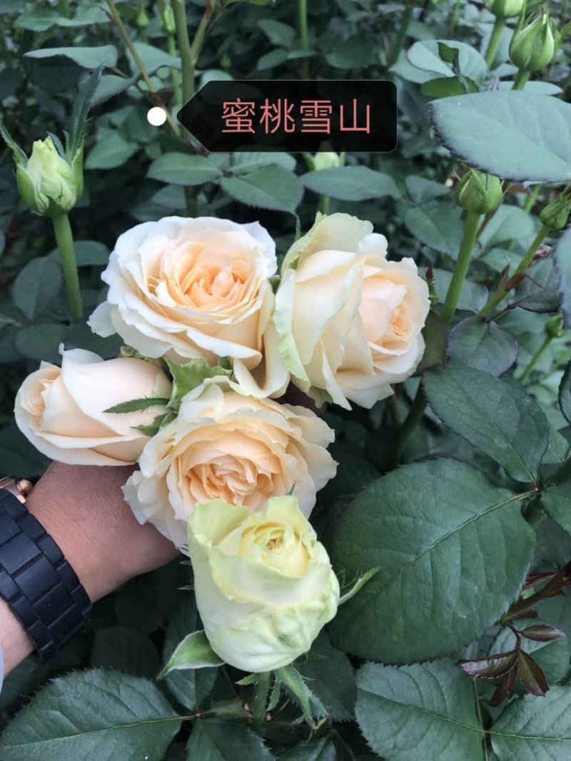 月季苗大花月季切花月季苗四季开花易种植抗病强
