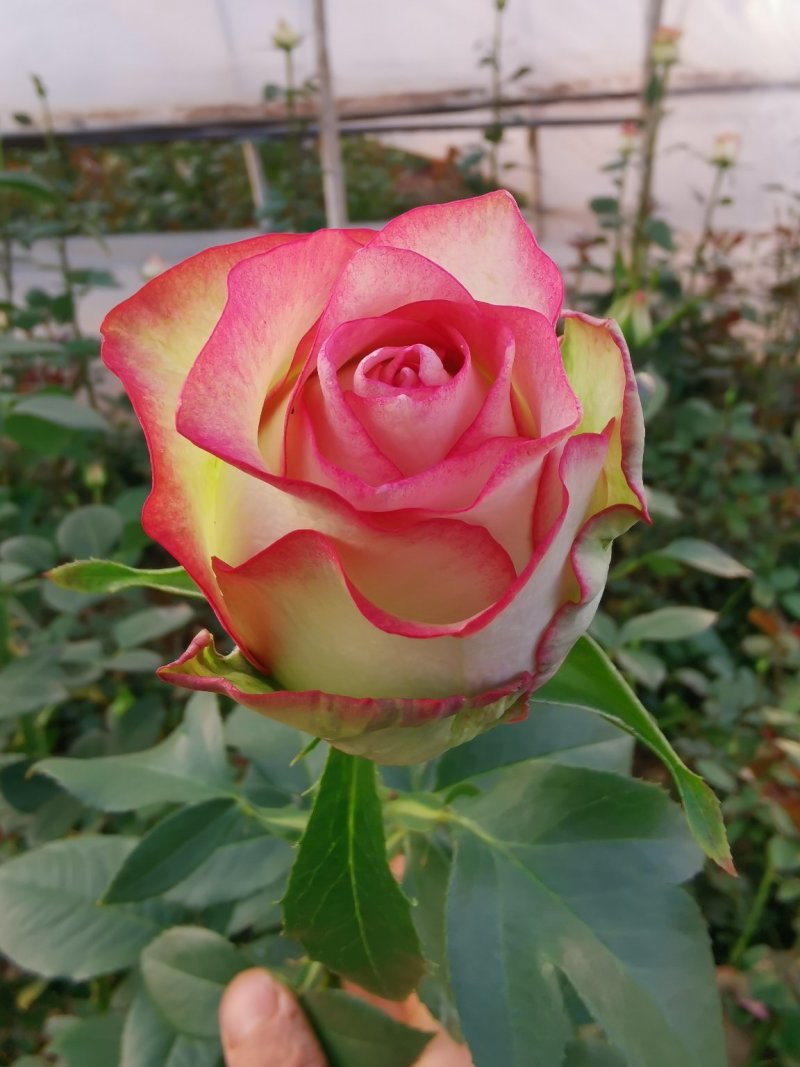 月季苗大花月季切花月季苗四季开花易种植抗病强