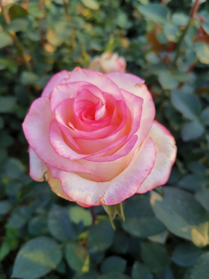 月季苗大花月季切花月季苗四季开花易种植抗病强