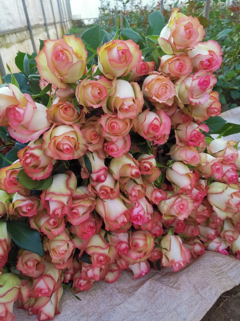 月季苗大花月季切花月季苗四季开花易种植抗病强