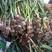 杂交紫把子蒜5.5～6.5cm鲜蒜，苗蒜扒皮鲜蒜