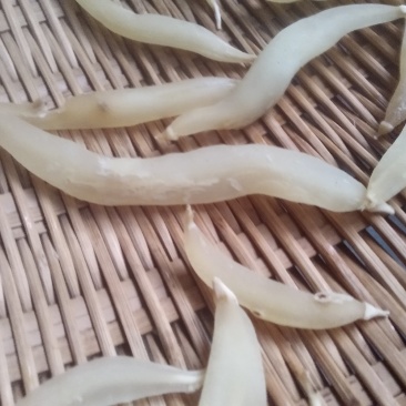 野生天冬。。。。。。。