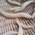 野生天冬。。。。。。。