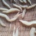 野生天冬。。。。。。。