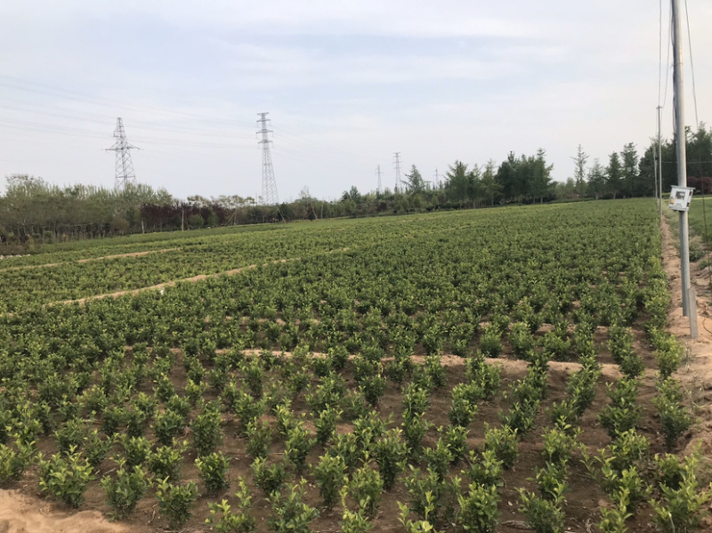 卫矛球单棵基地直供包成活技术指导