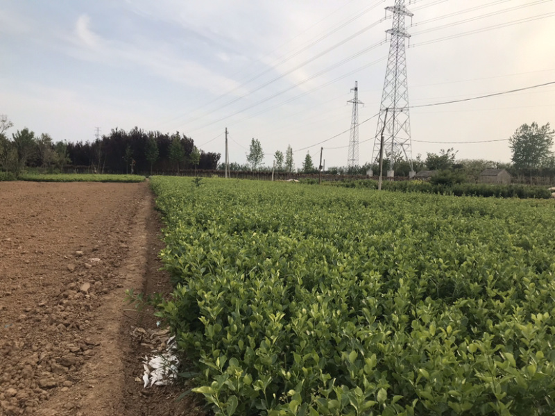 卫矛球单棵基地直供包成活技术指导
