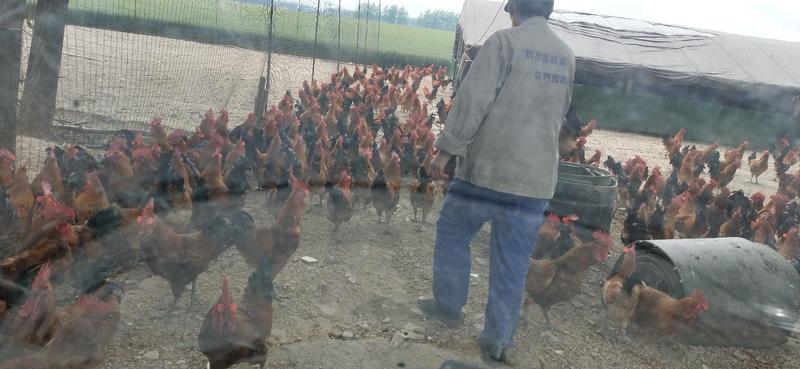 淮南王，成年鸡已售完，下一批现在只有四个月，欢迎预定。