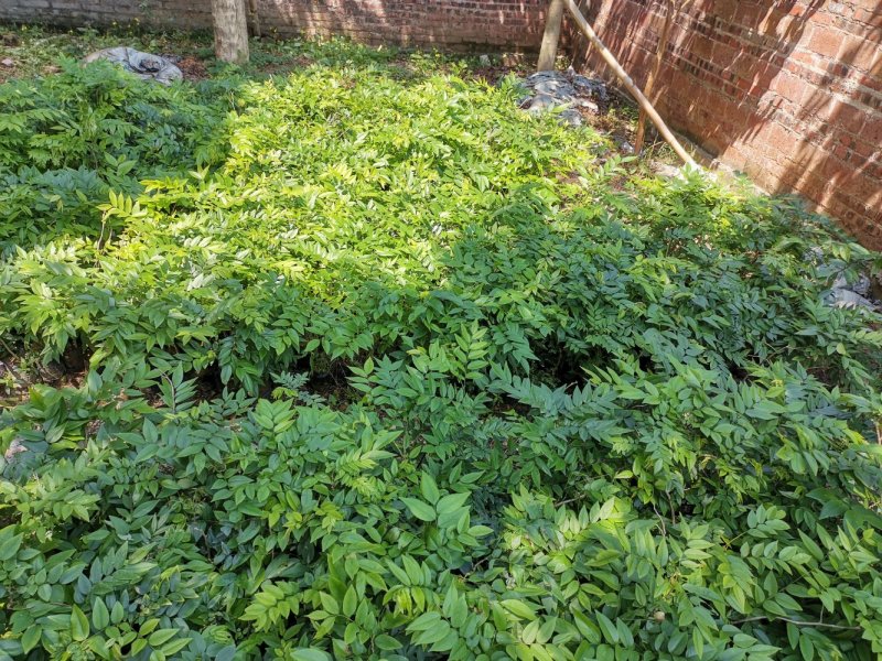 黄花梨树