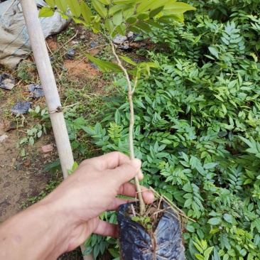 黄花梨树