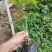 黄花梨树