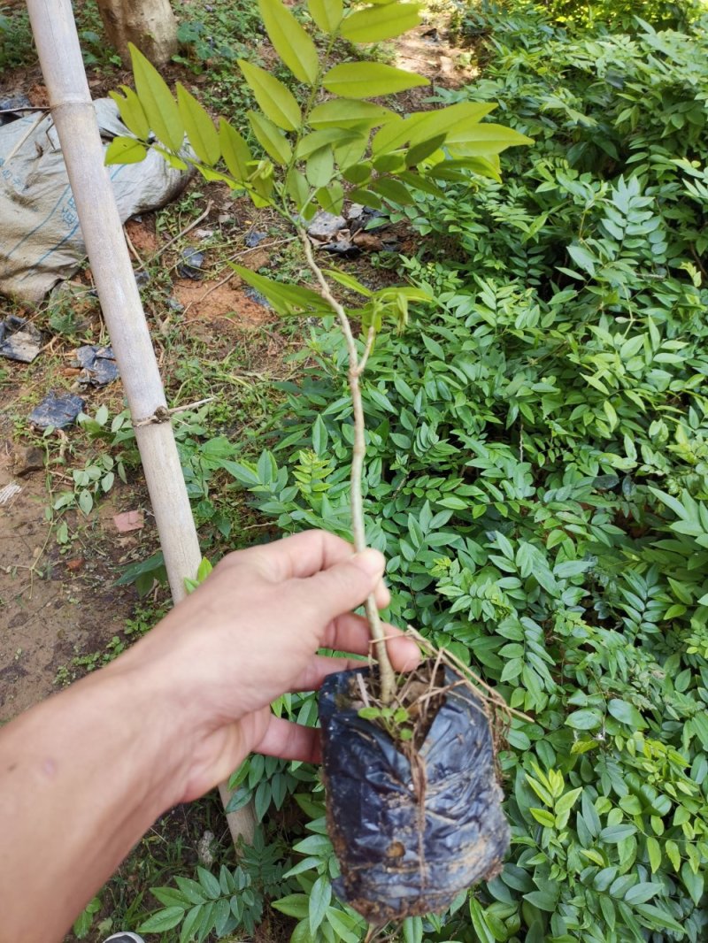 黄花梨树