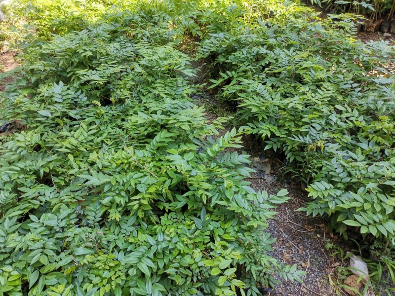 黄花梨树