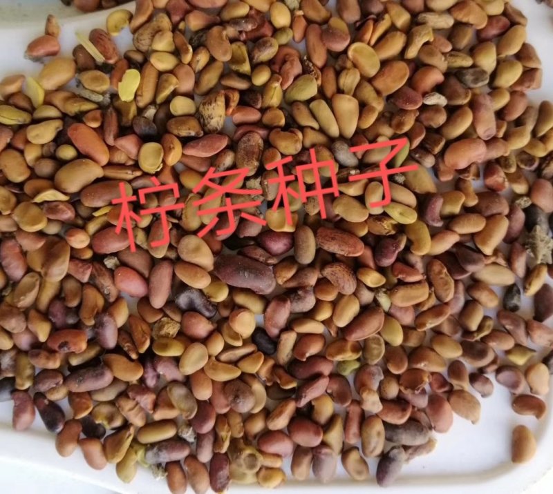 柠条种子锦鸡籽种子大量供应