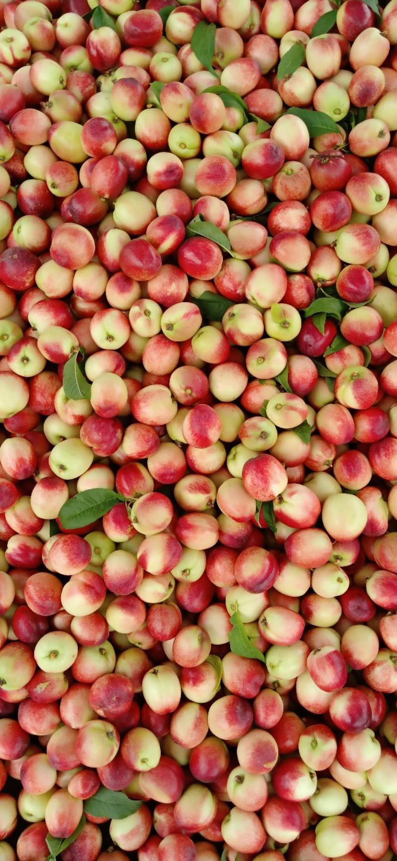 河南露天油桃518油桃白肉油，中油17油桃产地直发量大。