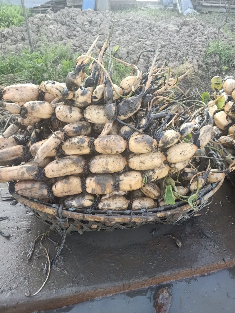 大量出发售建莲藕