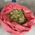 高含量纯野生无硫金银花