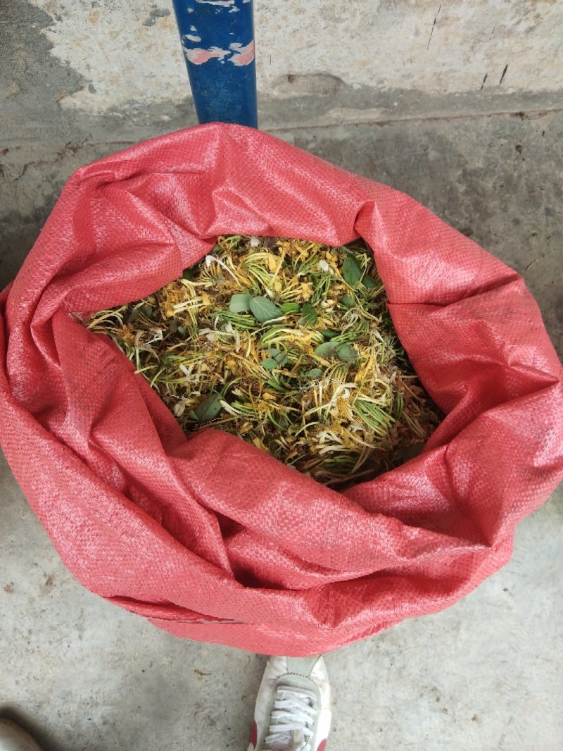 高含量纯野生无硫金银花