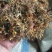 高含量纯野生无硫金银花
