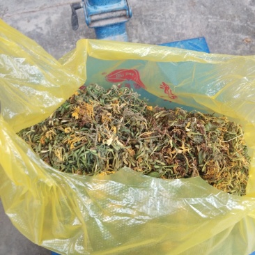 高含量纯野生无硫金银花