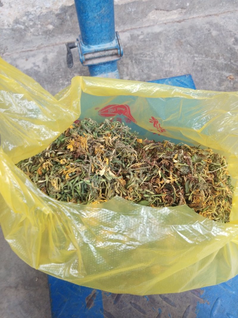 高含量纯野生无硫金银花
