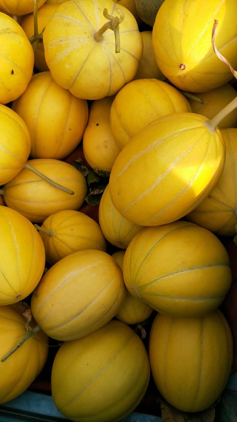 黄金甜瓜现已大量上市，对接电商平台，一件代发
