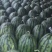 河南商丘精品甜王8424美都西瓜大量上市中,欢迎朋友下单