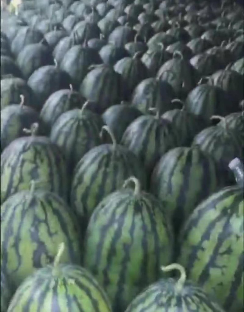 河南商丘精品甜王8424美都西瓜大量上市中，欢迎朋友下单