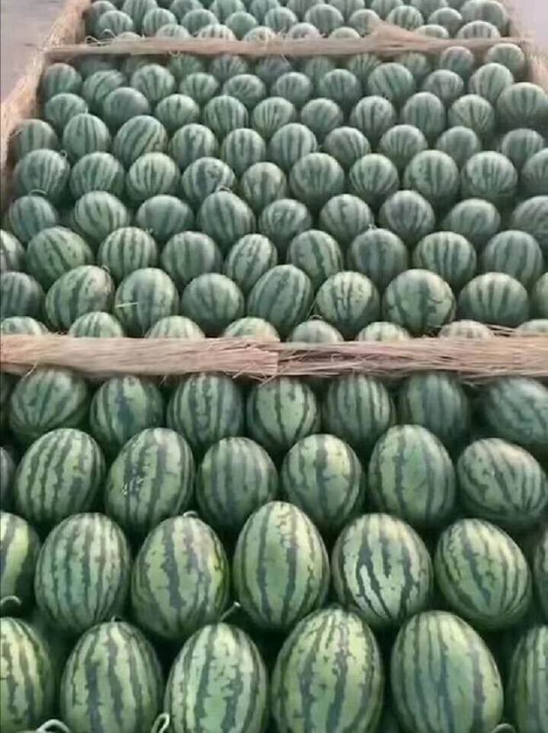 河南商丘精品甜王8424美都西瓜大量上市中，欢迎朋友下单