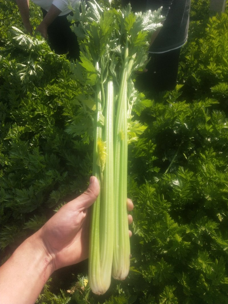 芹菜