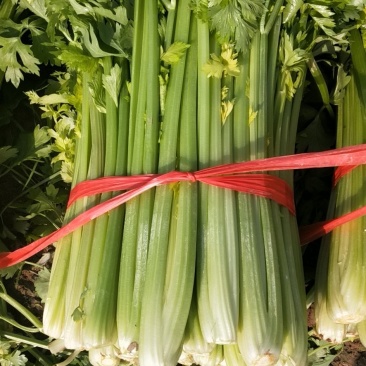 芹菜
