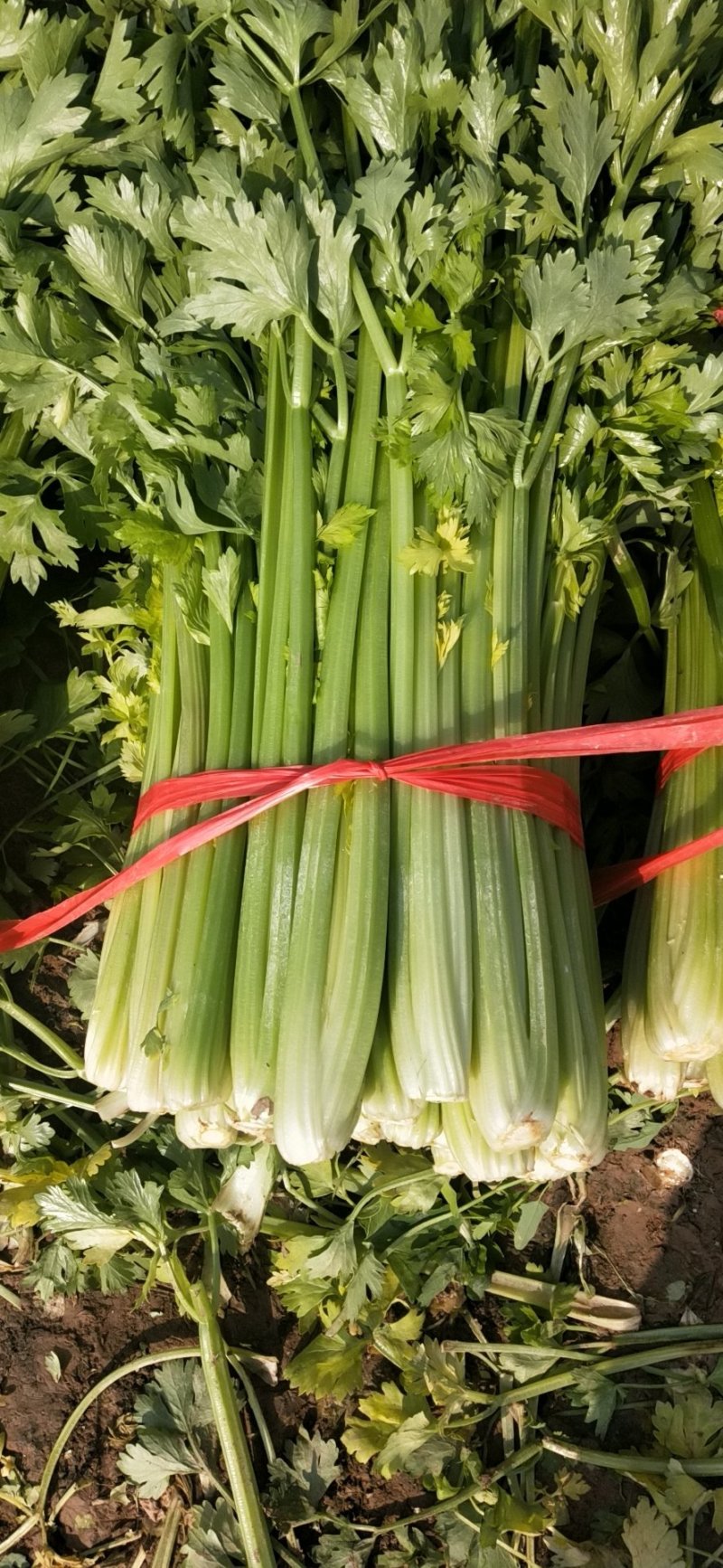 芹菜
