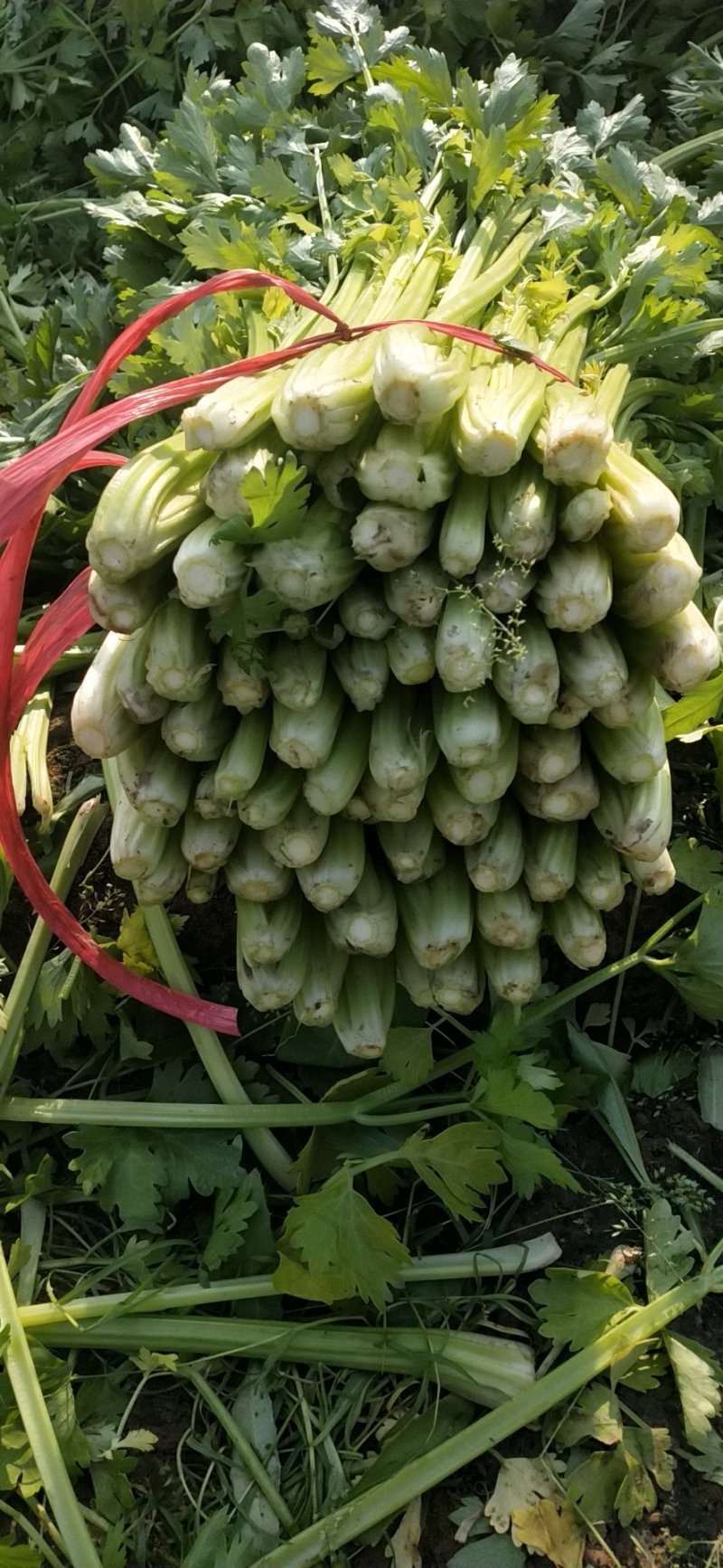芹菜