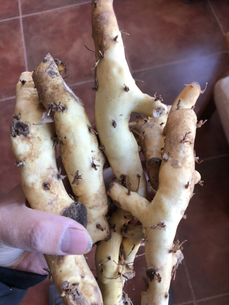 承德野生穿山龙切片精选，高含量，片白。