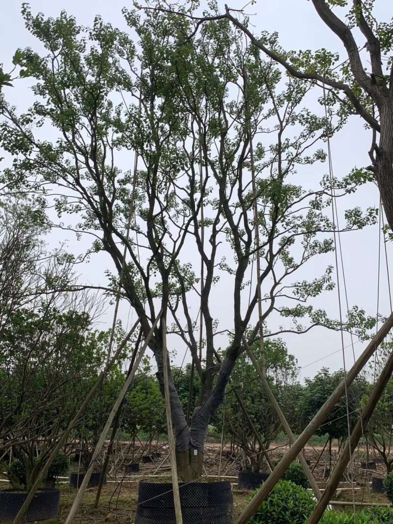 容器苗乌桕，大量供应，一手货源