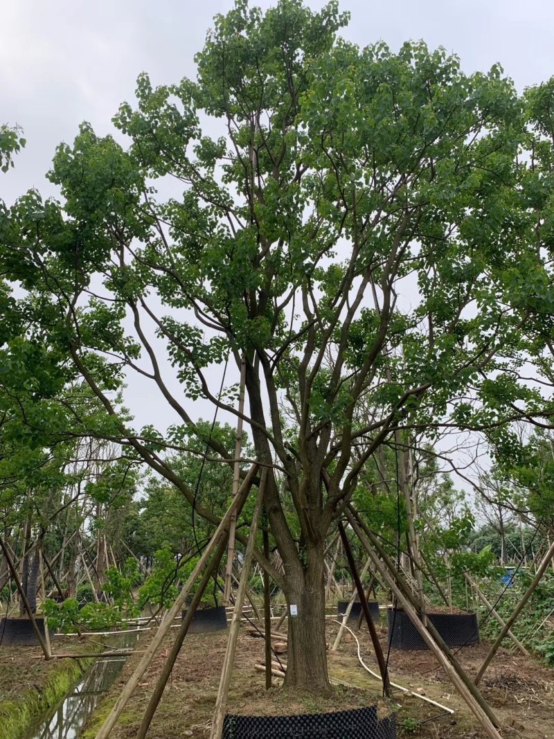 容器苗乌桕，大量供应，一手货源